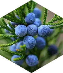 Juniper Berry ingredient