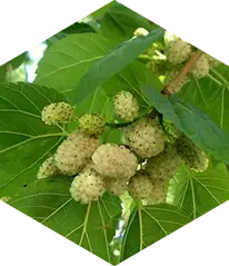 White Mulberry Leaf ingredient